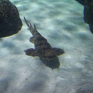 Wobbegong