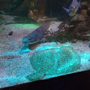 Greater Spotted Dogfish and Turbot