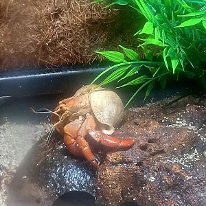 Caribbean Hermit Crab