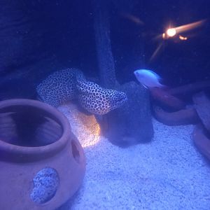 Honeycomb Moray Eel