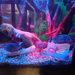 Red-bellied Piranhas