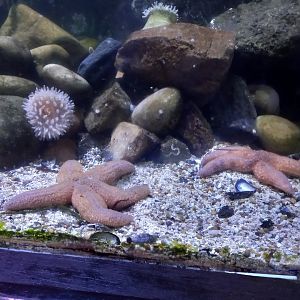 Starfish and Anemone