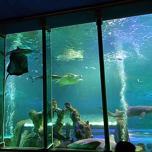 Ocean Tunnel viewing window