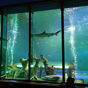 Ocean Tunnel viewing window