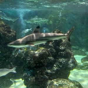Blacktip Reef Shark