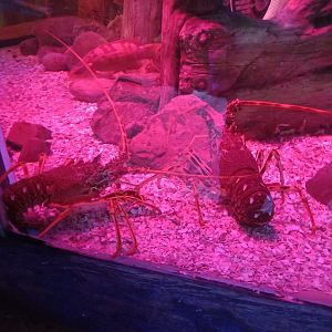 Spiny Lobsters