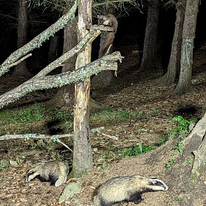 Pine Marten & Badgers