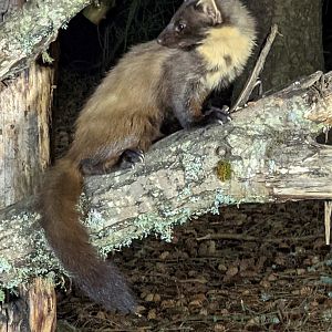 Pine Marten
