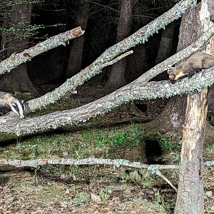 Badger & pine Marten