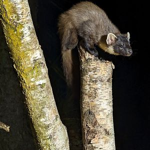 Pine Marten
