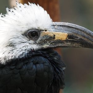 White-crested hornbill