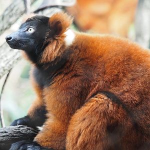 Red-ruffed lemur
