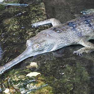 Indian gharial