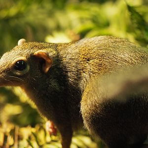 Northern tree shrew
