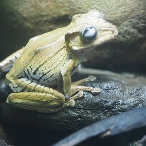 File-eared treefrog