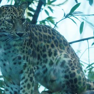 Amur leopard