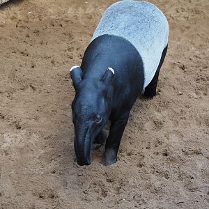 Malayan tapir
