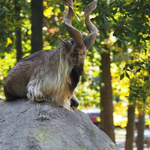 Markhor