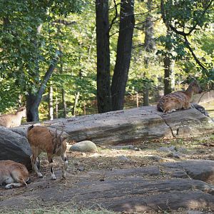 Markhor herd