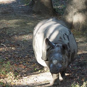 Indian rhinoceros "Penny"