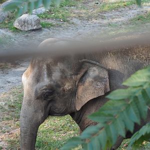 Asian elephant "Happy"