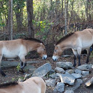 Przewalski's horses