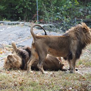 African lion brothers