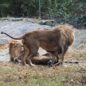 African lion brothers 2