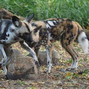African wild dogs