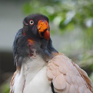 King vulture