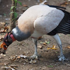 King vulture