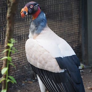 King vulture