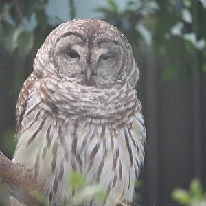 Barred owl