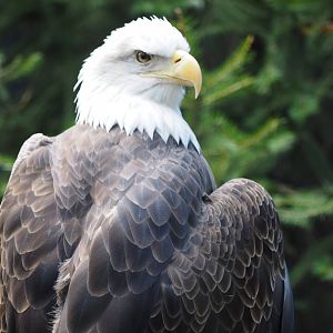 Bald eagle