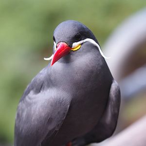 Inca tern