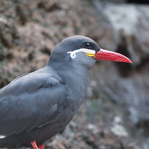Inca tern
