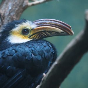 Temminck's hornbill