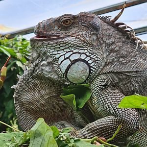 Burgers' Bush - Free-roaming green iguana