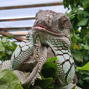 Burgers' Bush - Free-roaming green iguana