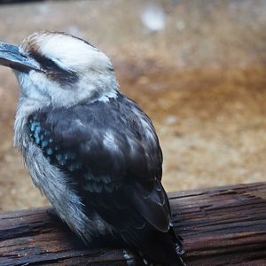 Laughing kookaburra