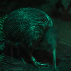 North Island brown kiwi