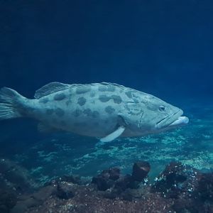 Burgers' Ocean - Potato grouper