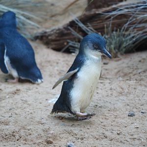 Little penguins
