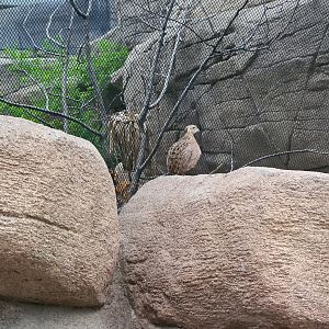 Burgers' Desert - Escaped Montezuma quail