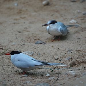 Arctic and Foster’s/common tern hybrid