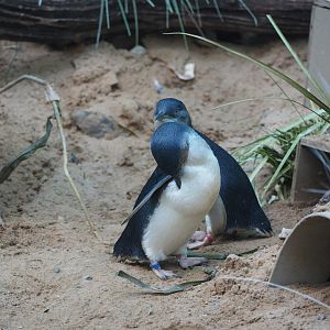 Little penguins
