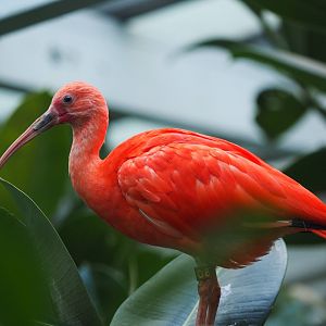 Scarlet ibis