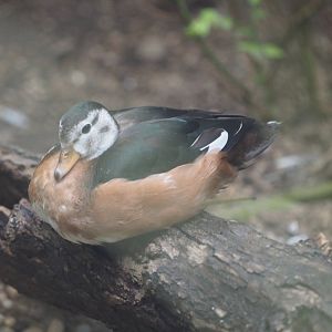 African pygmy goose
