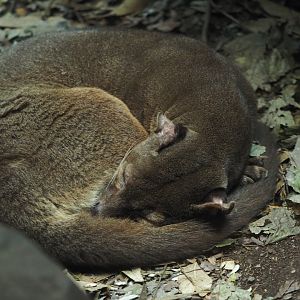 Fossa