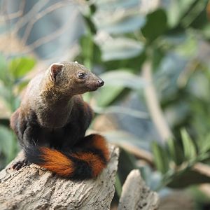 Ring-tailed vontsira